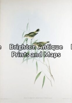 24-393 - John Gould Birds of Australia - Short-billed Smicrornis - - John Gould - circa 1840 - 1848 - Hand coloured lithograph - 37cm X 53cm - Condition A+