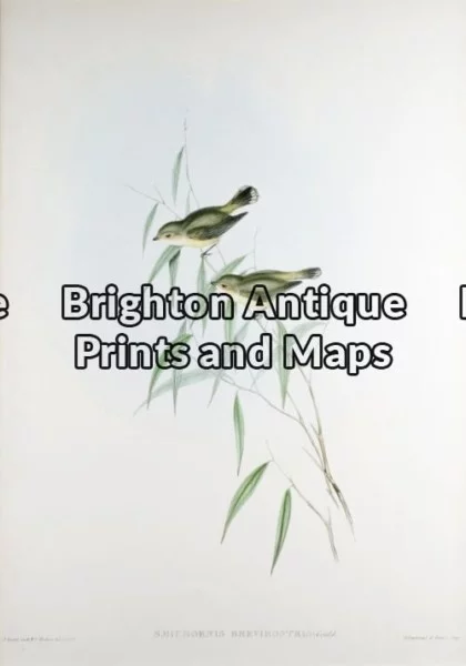 24-393 – John Gould Birds of Australia – Short-billed Smicrornis – – John Gould – circa 1840 – 1848 – Hand coloured lithograph – 37cm X 53cm – Condition A+