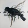 24-396 - John Gould Birds of Australia Quoys Crow Shrike John Gould - circa 1840 - 1848 Hand coloured lithograph 37cm X 53cm Condition A+