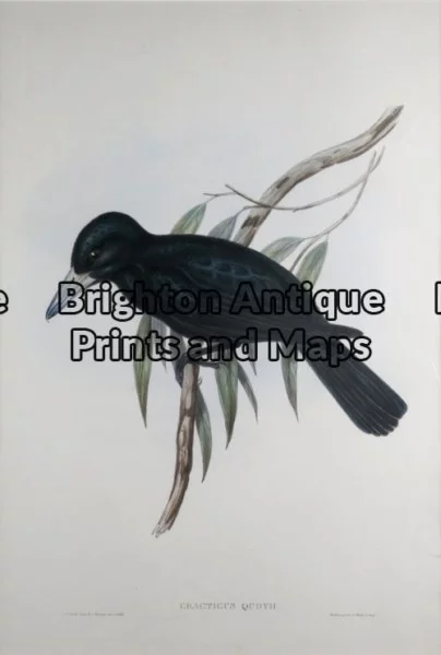 24-396 – John Gould Birds of Australia Quoys Crow Shrike John Gould – circa 1840 – 1848 Hand coloured lithograph 37cm X 53cm Condition A+