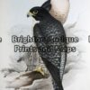 24-398 - John Gould Birds of Australia Falco Melanogenys John Gould - circa  1840 - 1848 Hand coloured lithograph 37cm X 53cm Condition A+