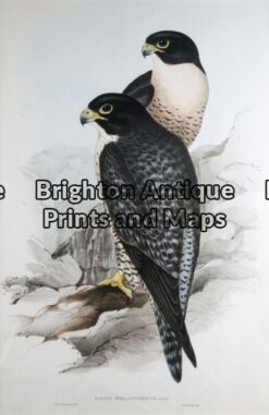 24-398 - John Gould Birds of Australia Falco Melanogenys John Gould - circa  1840 - 1848 Hand coloured lithograph 37cm X 53cm Condition A+