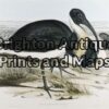 24-399 - John Gould Birds of Australia - Straw-necked Ibis - - John Gould - circa 1840 - 1848 - Hand coloured lithograph - 53cmX 37cm - Condition A+