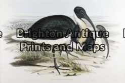 24-399 - John Gould Birds of Australia - Straw-necked Ibis - - John Gould - circa 1840 - 1848 - Hand coloured lithograph - 53cmX 37cm - Condition A+