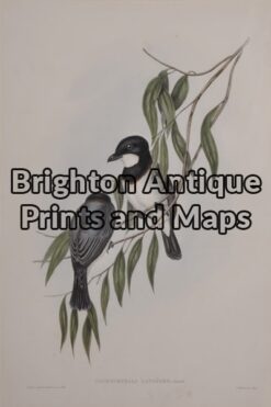24-406  John Gould Birds of Australia circa 1840 - 48