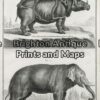 25-304 - Animals - Rhino and Elephant Buffon - circa 1770 Copperplate engraving 20cm X 33cm Condition A+