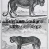25-305 - Animals - big cats Buffon - circa 1770 Copperplate engraving 20cm X 33cm Condition A+