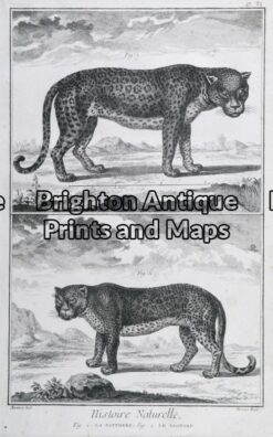 25-305 - Animals - big cats Buffon - circa 1770 Copperplate engraving 20cm X 33cm Condition A+