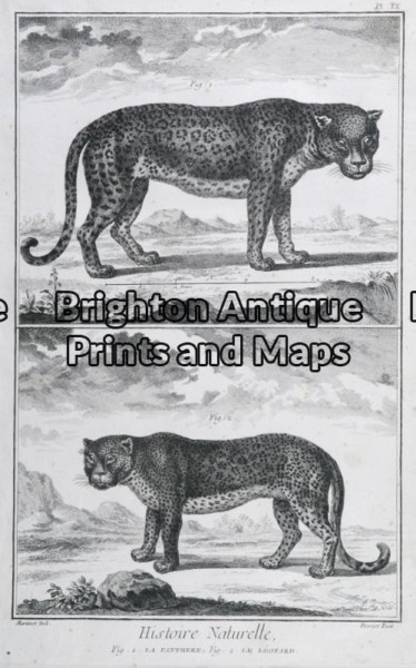 25-305 – Animals – big cats Buffon – circa 1770 Copperplate engraving 20cm X 33cm Condition A+