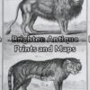 25-306 - Animals - big cats Buffon - circa 1770 Copperplate engraving 20cm X 33cm Condition A+