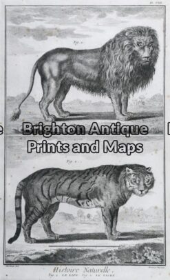 25-306 - Animals - big cats Buffon - circa 1770 Copperplate engraving 20cm X 33cm Condition A+