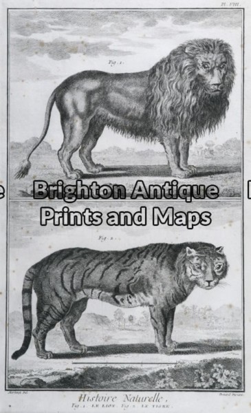 25-306 – Animals – big cats Buffon – circa 1770 Copperplate engraving 20cm X 33cm Condition A+