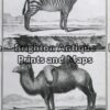 25-307 - Animals - Zebra and Camel Buffon - circa 1770 Copperplate engraving 20cm X 33cm Condition A+
