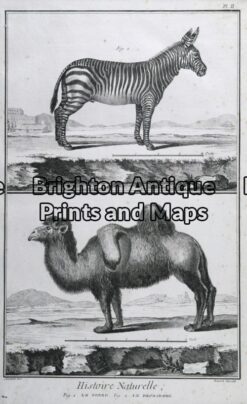 25-307 - Animals - Zebra and Camel Buffon - circa 1770 Copperplate engraving 20cm X 33cm Condition A+