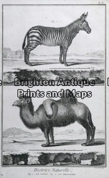 25-307 – Animals – Zebra and Camel Buffon – circa 1770 Copperplate engraving 20cm X 33cm Condition A+