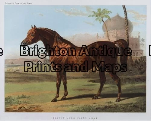 25-308 – Animal- horse Cassell – circa 1880 Chromolithograph 23cm X 15cm Condition A+