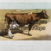 25-309 - Animal - Cow W McKenzie - circa 1880 Chromolithograph 20cm X 15cm Condition A+