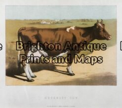 25-309 - Animal - Cow W McKenzie - circa 1880 Chromolithograph 20cm X 15cm Condition A+