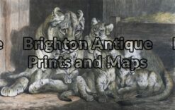 25-310 - Animal - Tigers S Carter - circa 1881 Hand coloured wood engraving 49cm X 32cm Condition A+