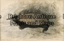 25-312 - Animal - Australian Mammal Echidna Lizars - circa 1850 Hand coloured engraving 14cm X 9cm Condition A+
