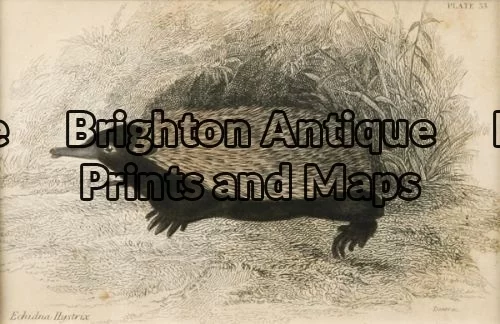 25-312 – Animal – Australian Mammal Echidna Lizars – circa 1850 Hand coloured engraving 14cm X 9cm Condition A+