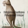 25-314 - Animal - Kangaroo Nodder - circa 1790 Hand coloured copperplate 12cm X 20 cm Condition A+