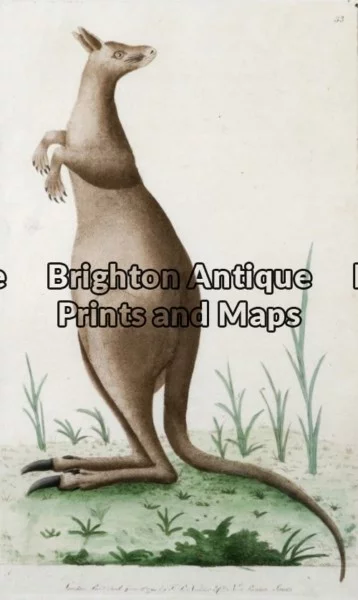 25-314 – Animal – Kangaroo Nodder – circa 1790 Hand coloured copperplate 12cm X 20 cm Condition A+