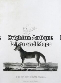 25-318 - Animal - Dingo A Phillip - circa 1789 Copperplate engraving 19cm X 26cm Condition A+