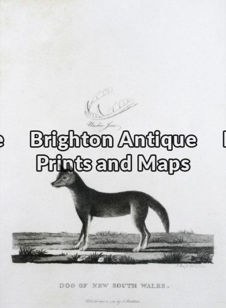 25-318 – Animal – Dingo A Phillip – circa 1789 Copperplate engraving 19cm X 26cm Condition A+