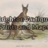 25-322 - Great Grey Kangaroo Lydekker - circa 1894 Chromolithograph 16cm X 11cm Condition A+