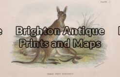 25-322 - Great Grey Kangaroo Lydekker - circa 1894 Chromolithograph 16cm X 11cm Condition A+