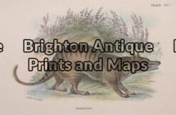 25-323 - Thylacine (Tasmanian Tiger) Lydekker - circa 1894 Chromolithograph 16cm X 11cm Condition A+