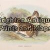 25-324 - Bandicoot Lydekker - circa 1894 Chromolithograph 16cm X 11cm Condition A+