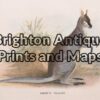 25-325 - Wallaby  (Parrys Wallaby) Lydekker - circa 1894 Chromolithograph 16cm X 11cm Condition A+