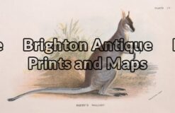 25-325 - Wallaby  (Parrys Wallaby) Lydekker - circa 1894 Chromolithograph 16cm X 11cm Condition A+