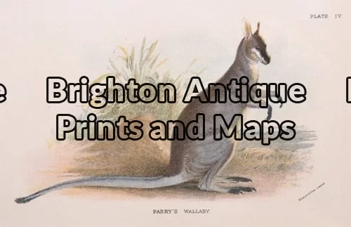 25-325 – Wallaby  (Parrys Wallaby) Lydekker – circa 1894 Chromolithograph 16cm X 11cm Condition A+