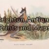 25-326 - Wallaby (black tailed) Lydekker - circa 1894 Chromolithograph 16cmX 11cm Condition A+