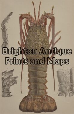 25-332 - Crayfish (found in Victoria) McCoy - circa 1877-85 Chromolithograph 14cm X 22cm Condition A+