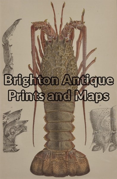 25-332 – Crayfish (found in Victoria) McCoy – circa 1877-85 Chromolithograph 14cm X 22cm Condition A+