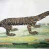 25-338  Australian Variegated Lizard by Shaw & Nodder  c.1791