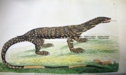 25-338  Australian Variegated Lizard by Shaw & Nodder  c.1791