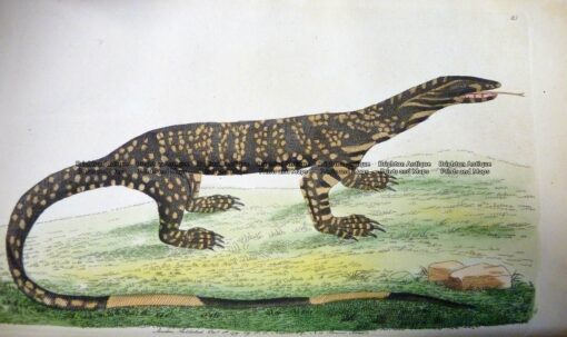 25-338  Australian Variegated Lizard by Shaw & Nodder  c.1791