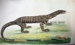25-338  Australian Variegated Lizard by Shaw & Nodder  c.1791