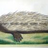 25-339  Echidna - Porcupine Ant-eater by Nodder & Shaw c.1792