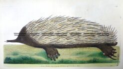 25-339  Echidna - Porcupine Ant-eater by Nodder & Shaw c.1792