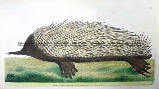 25-339  Echidna – Porcupine Ant-eater by Nodder & Shaw c.1792