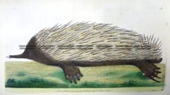 25-339  Echidna - Porcupine Ant-eater by Nodder & Shaw c.1792