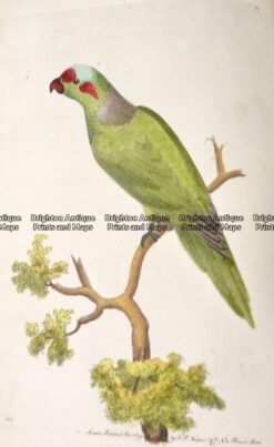 25-340  Parrakeet - crimson fronted by Nodder & Shaw c.1791