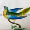 25-341  Parrakeet - Turcosine Parakeet by Nodder & Shaw c.1792
