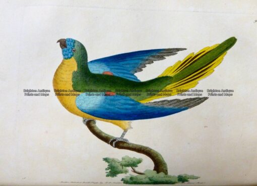 25-341  Parrakeet – Turcosine Parakeet by Nodder & Shaw c.1792